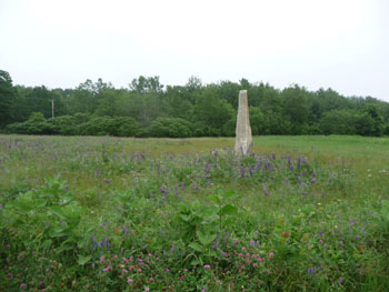 I forgot to mention how much I love the lupines, which are only in bloom in June and early July.