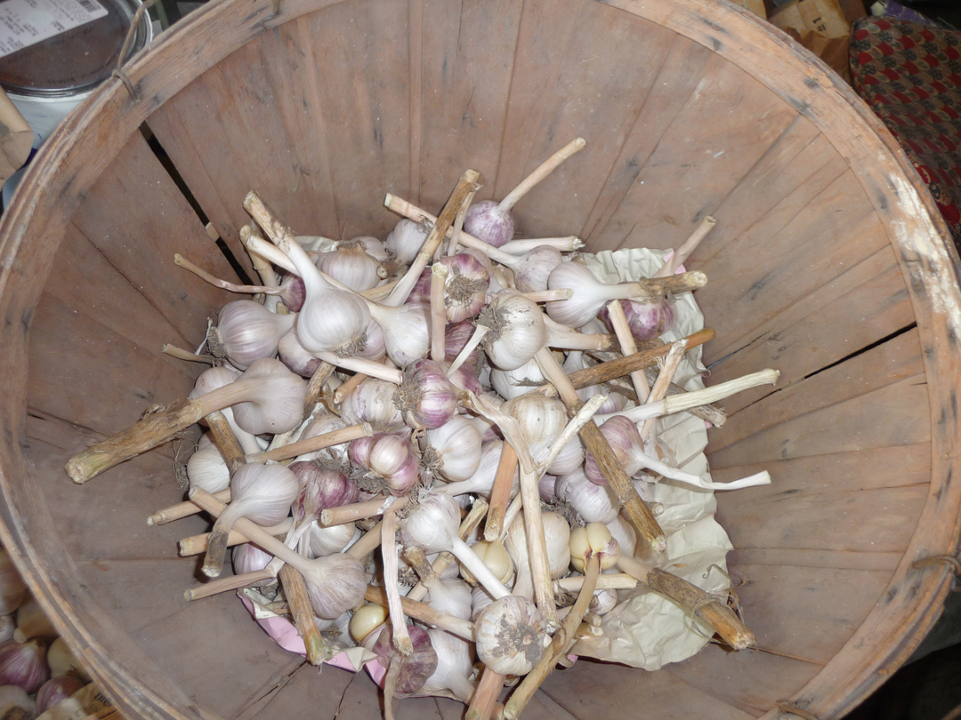 Although he got a real good garlic harvest...it’s one thing groundhogs don’t eat.