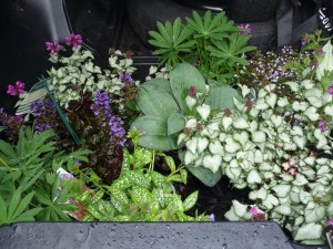 The bed of my truck, filled with glorious perennials from Terrain.