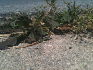 Pesky weeds growing between the sidewalk cracks.