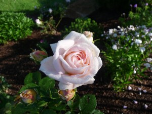 A lovely, fragrant rose from the Antique Rose Emporium in Texas