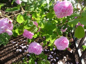 These are the roses from my mother-in-law. They smell like heaven. 