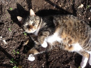 Wait, that's not a rose, it's Pumkin the cat!