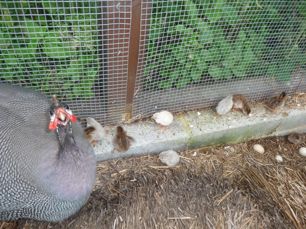 Raising Guinea Hens (Including the Great Guinea Surprise!) Maria's