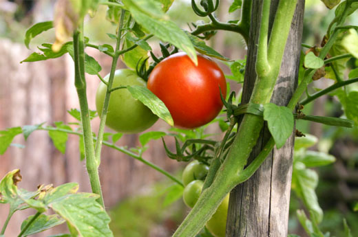 How To Stake a Tomato in 5 Easy Steps