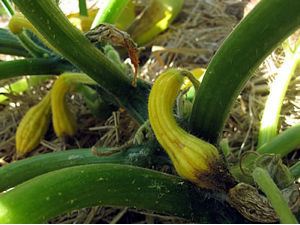 Why do squash plants turn yellow?