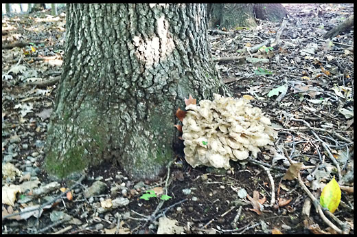 Gathering Mushrooms in the Wild: Eating in the Wind