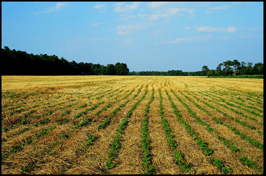 organic farming to feed the planet