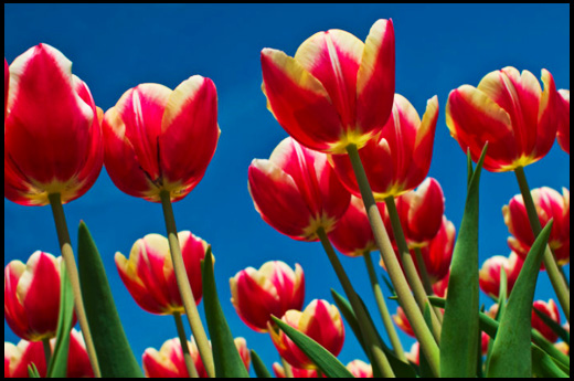 tasty tulips