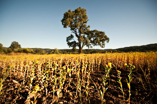 We Can End the Fuel Versus Food Debate by Having Both