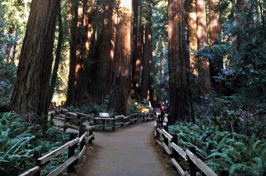 redwoods2
