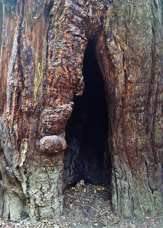 redwoods3