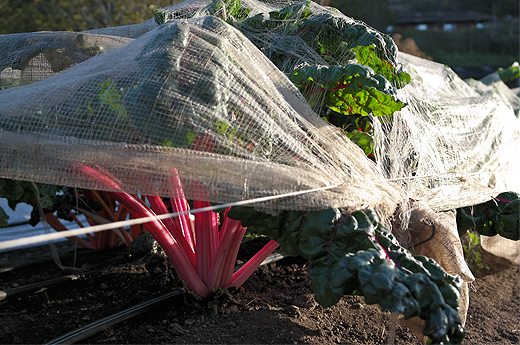 5 Reasons Why This Is the Most Important Year Ever to Start a Garden