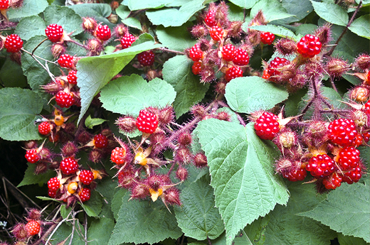 wild_berries