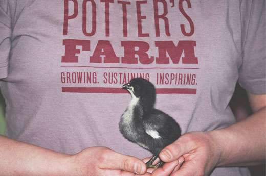 Live Baby Chick Cam: Meet Our Polar Vortex Miracle!