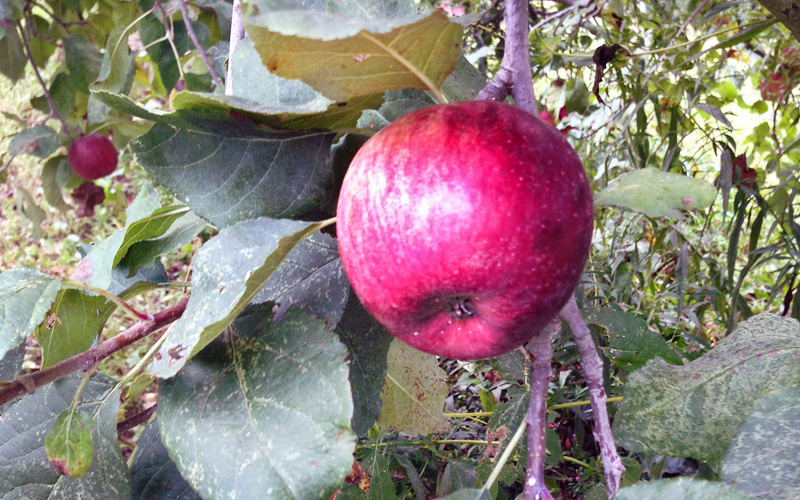 A real Rodale Institute organic apple. 
