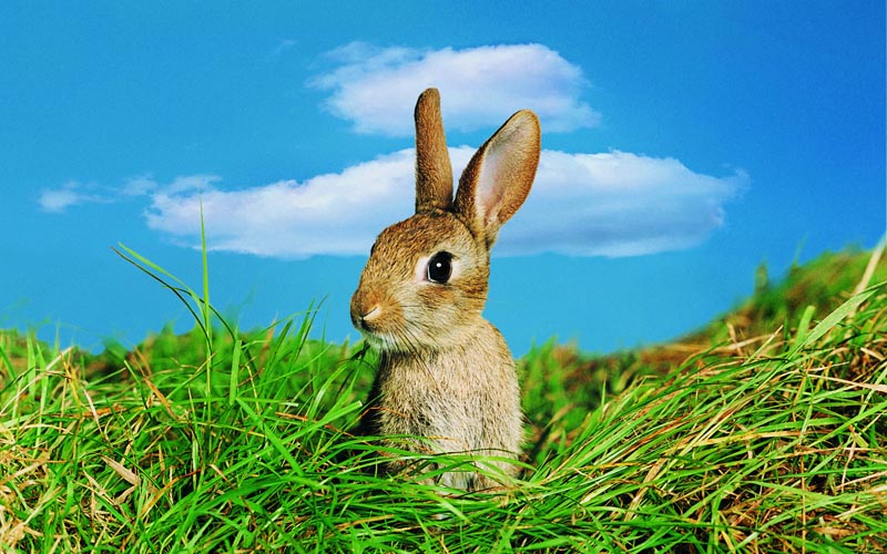 GMO Rabbit Hole