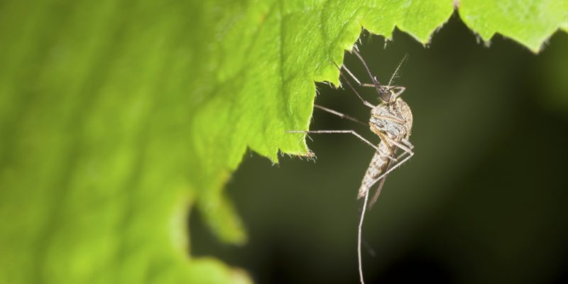 GMO Mosquitoes, Oh, My! 5 Reasons to Support a Non-GMO Future
