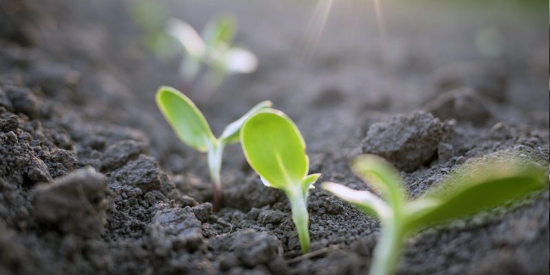 Sowing Organic Happiness