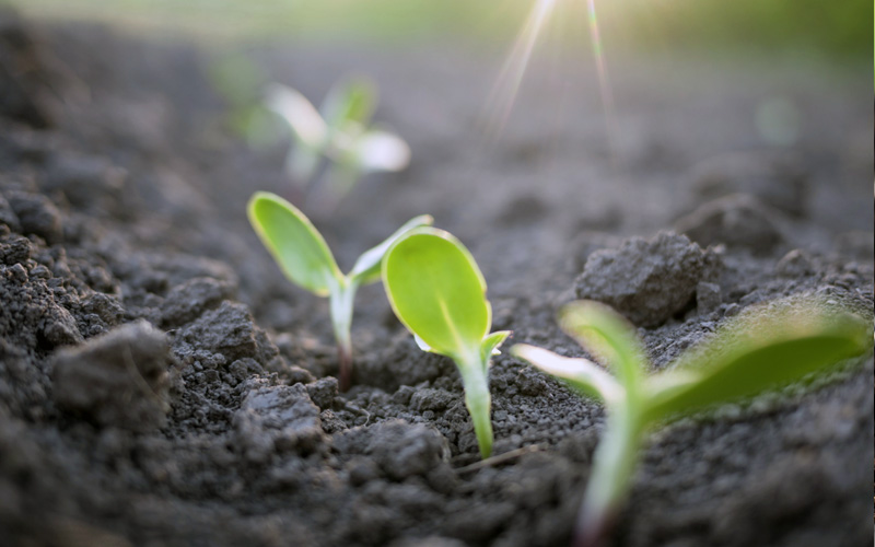 seedlings