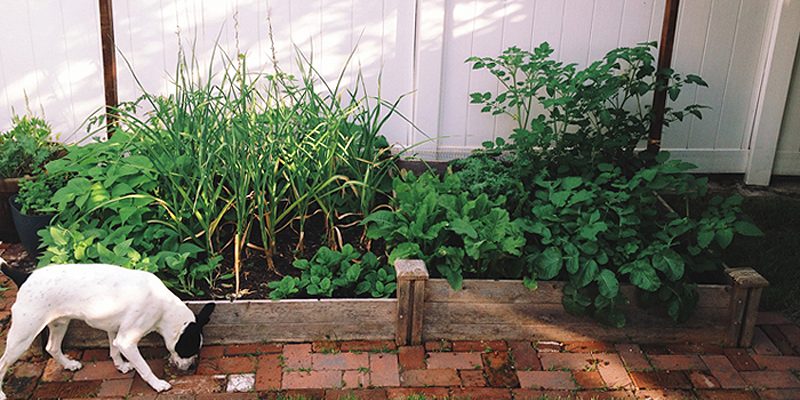 4 Tips for Starting Your Own Urban Garden