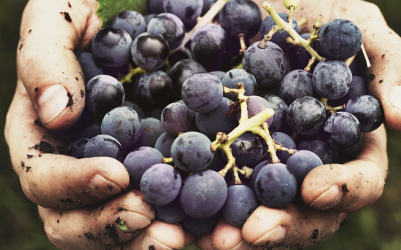 dirtydozen_grapes