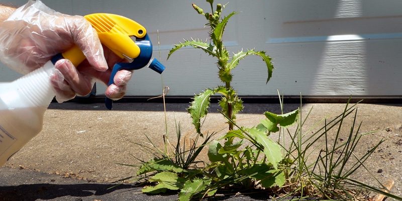 Whoops! 'Safe' Weedkiller Now a 'Probable Human Carcinogen'