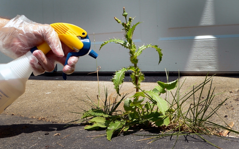 Roundup Carcinogen