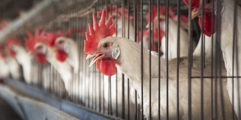 36 Million Dead Chickens Can't Be Wrong: The Bird Flu Blues