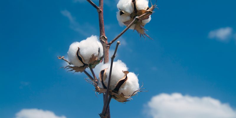 Cotton: The World’s Dirtiest Crop