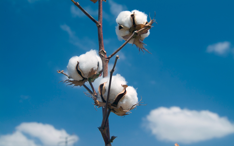 Cotton