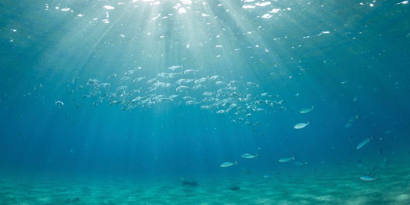 Healthy Oceans, Healthy Planet: Celebrating World Oceans Day