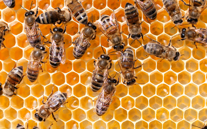 Bee the Solution - Beekeeping Tips