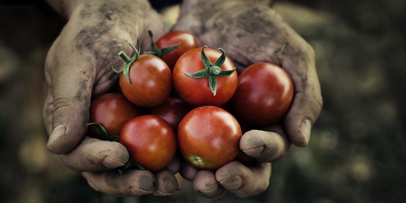 What Eating Organic Food Does for the World