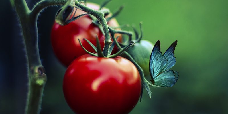 Death, Tomatoes, and Life Again