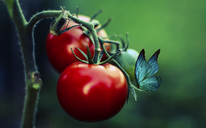 Death, Tomatoes, and Life Again