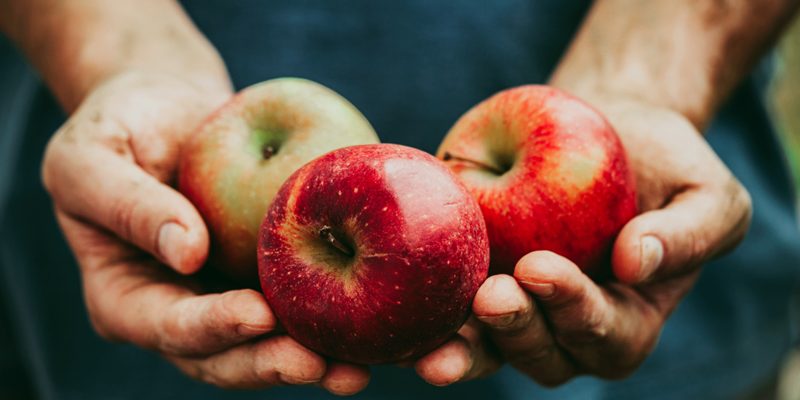 Join Us TODAY at the Organic Apple Festival!