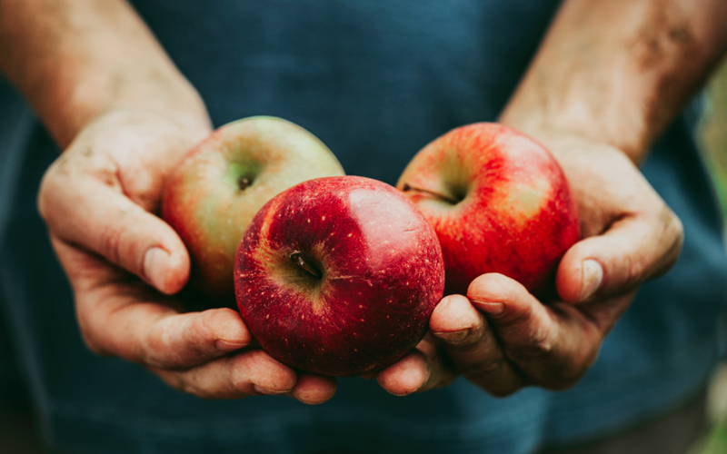 Join us at the Rodale Organic Apple Festival