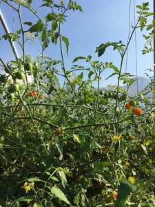 Organic Cherry Tomatoes