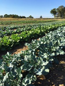 Organic Farm Field