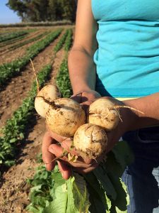 hakurei turnips