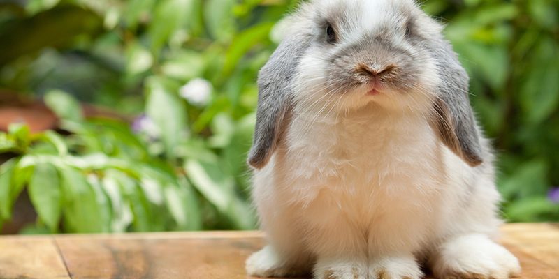 What Does It Mean to Be Cruelty-Free?