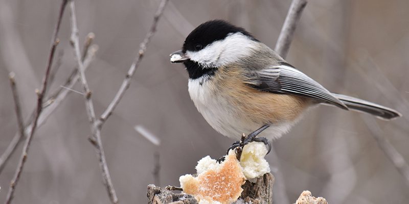 How to Create a Winter Sanctuary for Backyard Birds