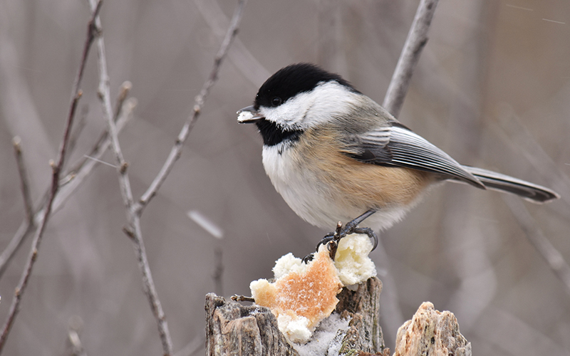 Winter Bird Sanctuary