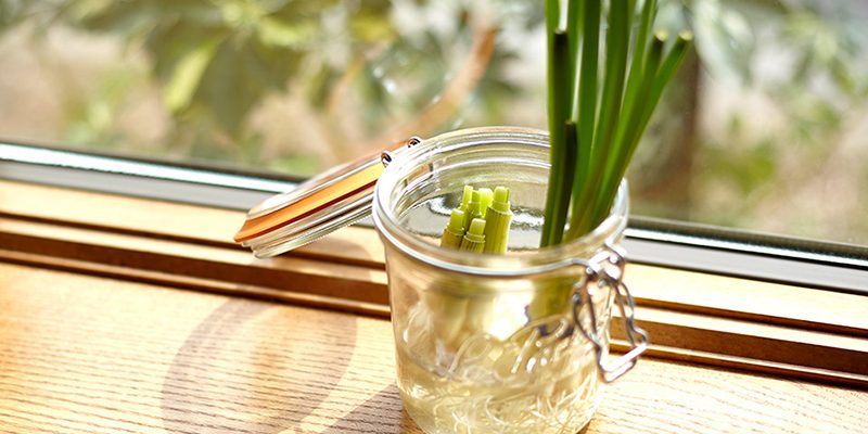 8 Herbs and Veggies You Can Regrow from Kitchen Scraps