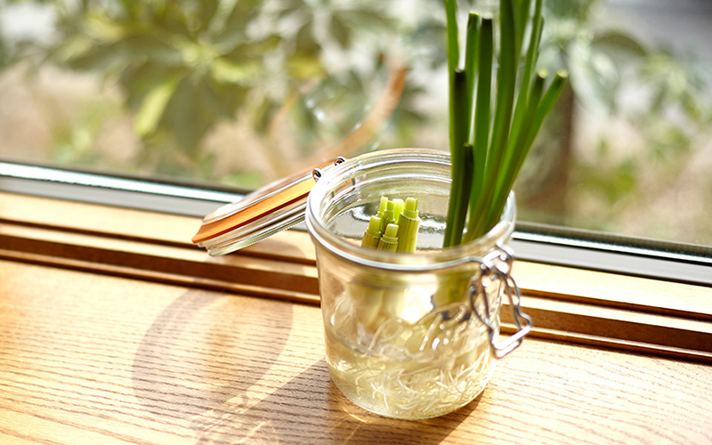 8 Herbs and Veggies You Can Regrow from Kitchen Scraps