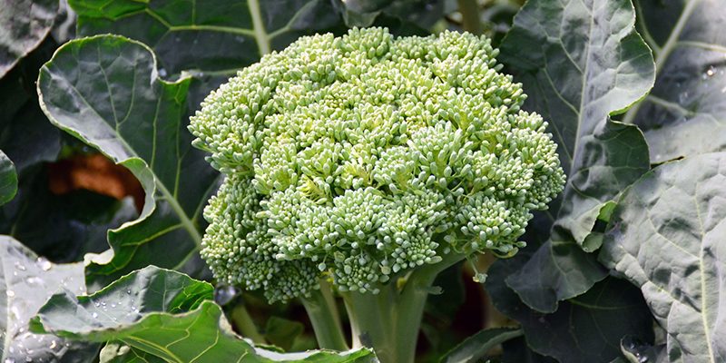 How to Grow Broccoli