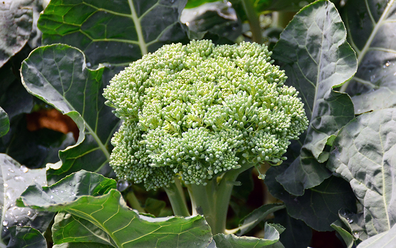 How To Grow Broccoli