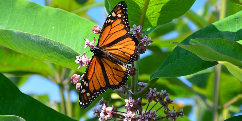 The Easy Way You Can Help Save the Monarchs