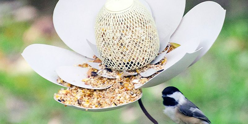 6 Ways to Create a Backyard Bird Paradise